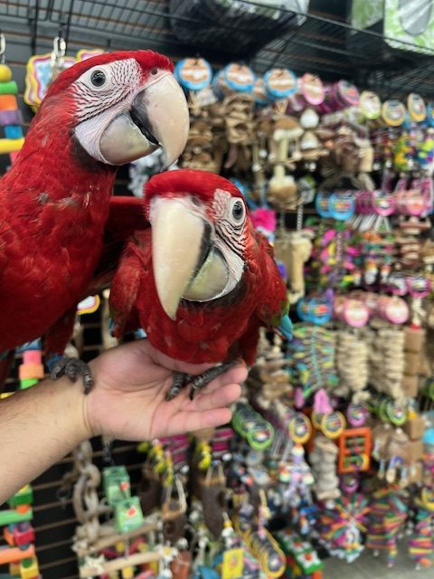 Green Wing Macaw