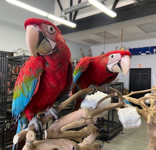 Green Wing Macaw