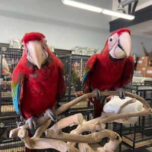 Green Wing Macaw