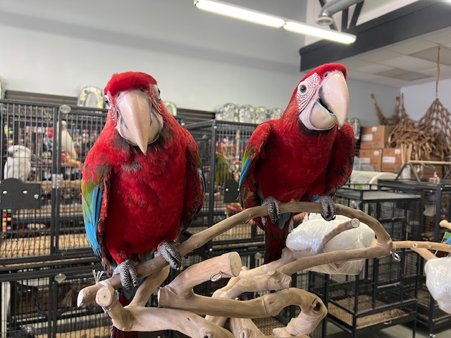 Green Wing Macaw