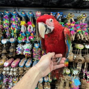 Green Wing Macaw