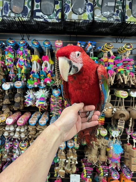 Green Wing Macaw