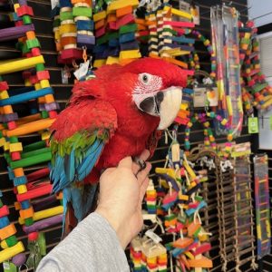 Green Wing Macaw