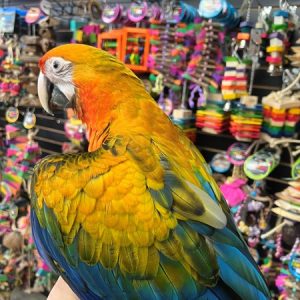 Camelot Macaw Hybrid Yellow Dominant