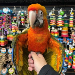 Camelot Macaw Hybrid Yellow Dominant