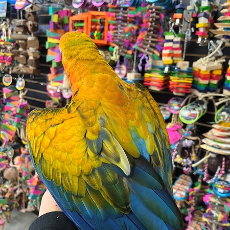 Camelot Macaw Hybrid Yellow Dominant
