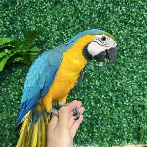 Blue & Gold Macaw