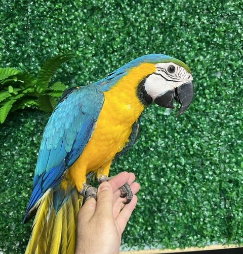 Blue & Gold Macaw