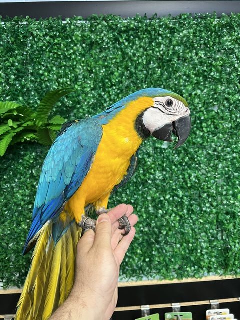 Blue & Gold Macaw