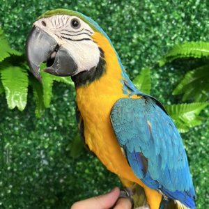 Blue & Gold Macaw