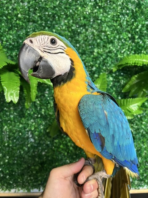 Blue & Gold Macaw