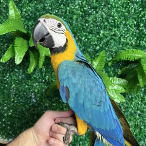 Blue & Gold Macaw