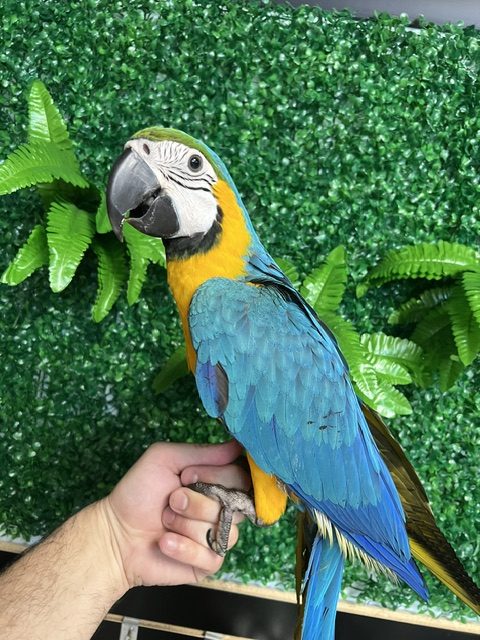 Blue & Gold Macaw