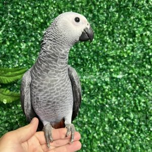 African Grey Congo