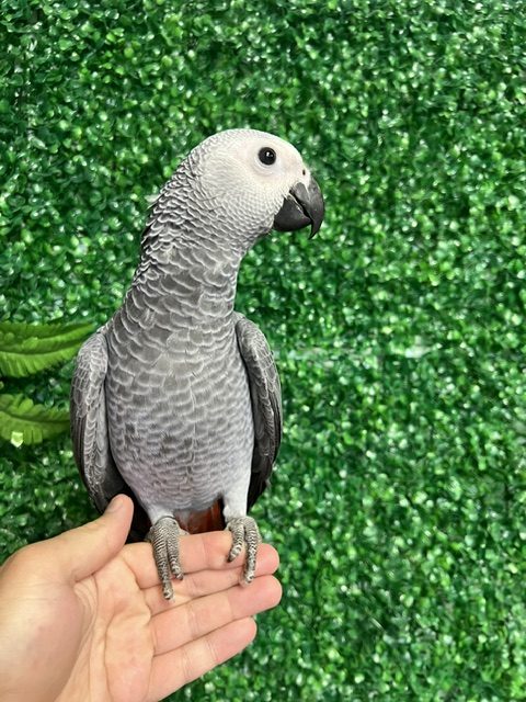 African Grey Congo