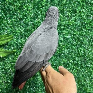 African Grey Congo