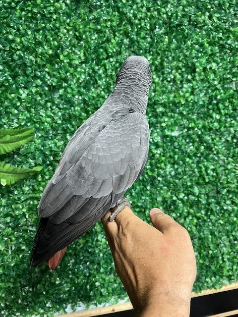 African Grey Congo