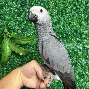 African Grey Congo
