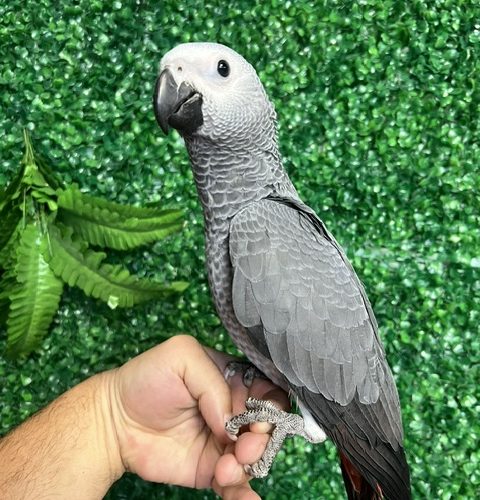 African Grey Congo