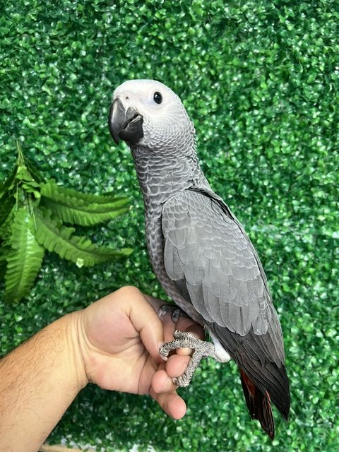 African Grey Congo