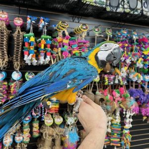 Blue & Gold Macaw