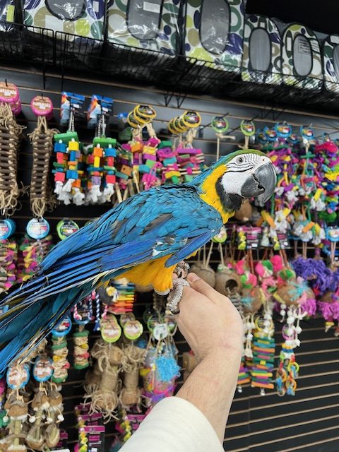 Blue & Gold Macaw