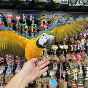 Blue & Gold Macaw