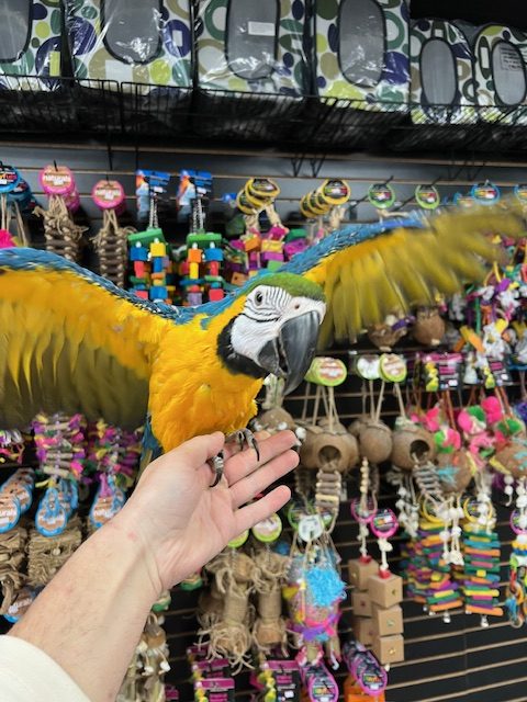 Blue & Gold Macaw