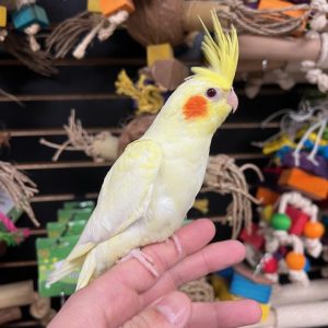 Cockatiel