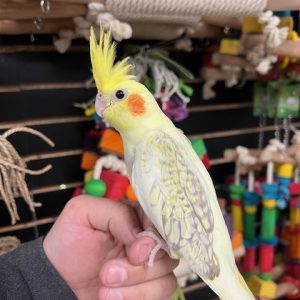 Cockatiel