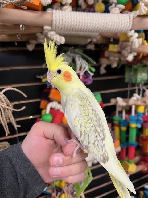 Cockatiel