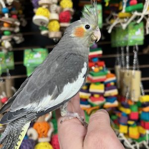 Cockatiel