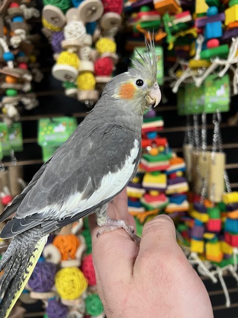 Cockatiel