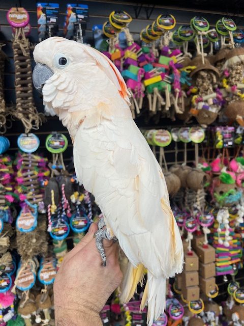 Molluccan Cockatoo (PEACHES)