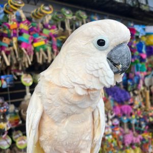 Molluccan Cockatoo (PEACHES)