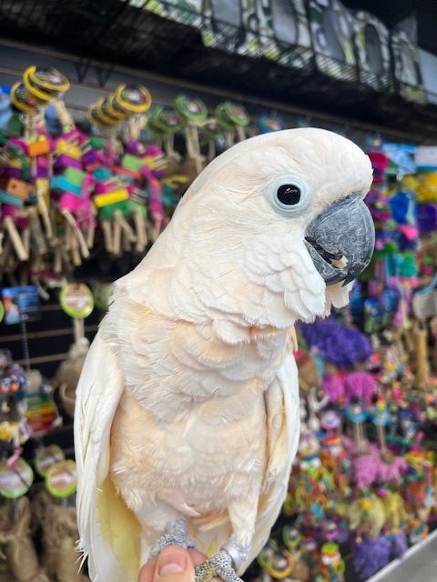 Molluccan Cockatoo (PEACHES)