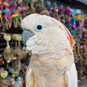 Molluccan Cockatoo (PEACHES)