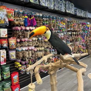 Toco Toucan