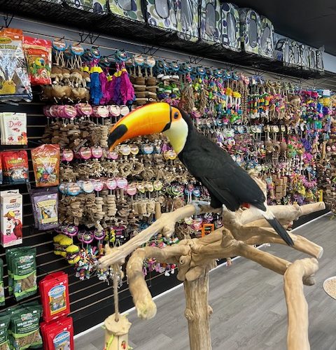 Toco Toucan