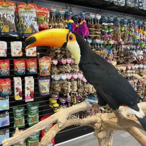 Toco Toucan