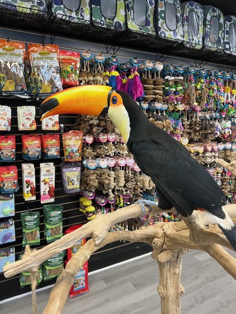 Toco Toucan