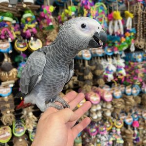 African Grey Congo