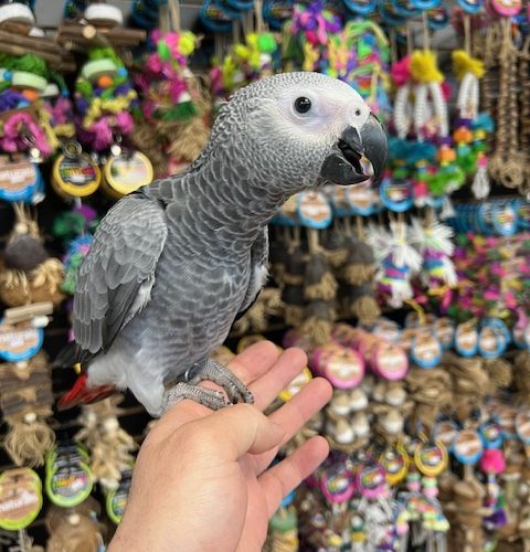 African Grey Congo