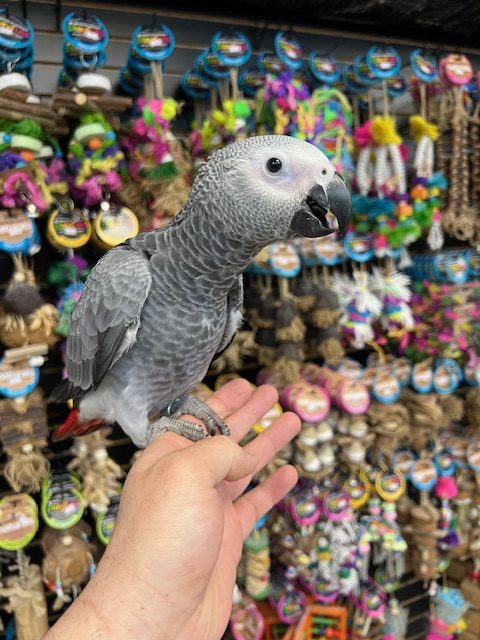 African Grey Congo