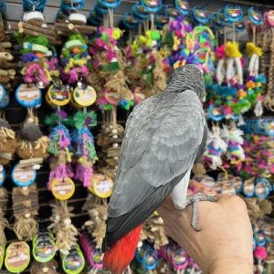 African Grey Congo