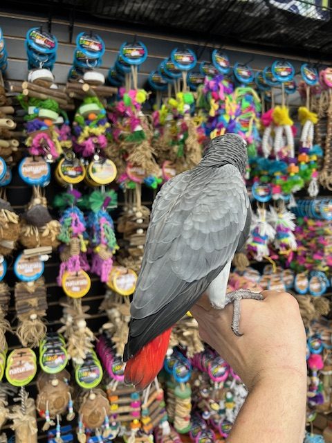 African Grey Congo