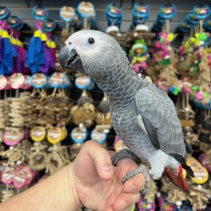 African Grey Congo