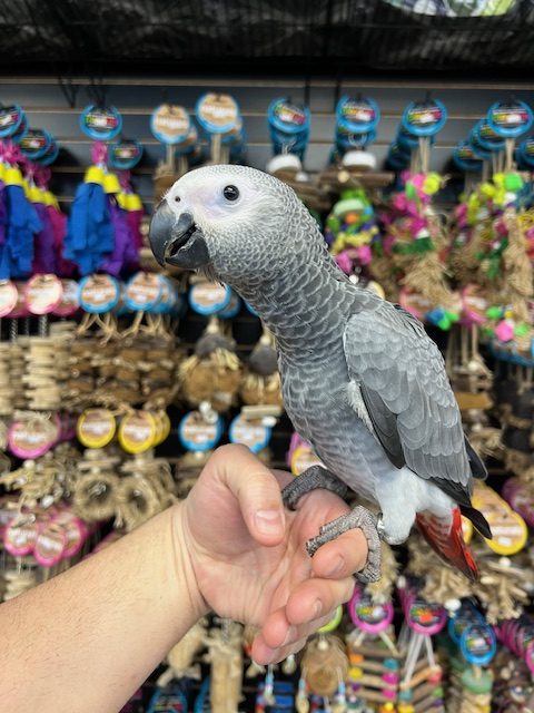 African Grey Congo