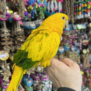 Golden Conure