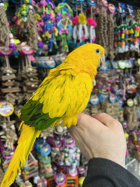 Golden Conure